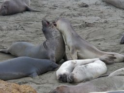 2008Elephant-Seals-19